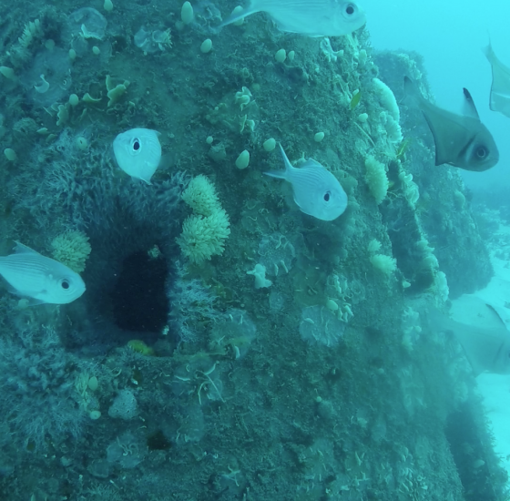 artificial reef